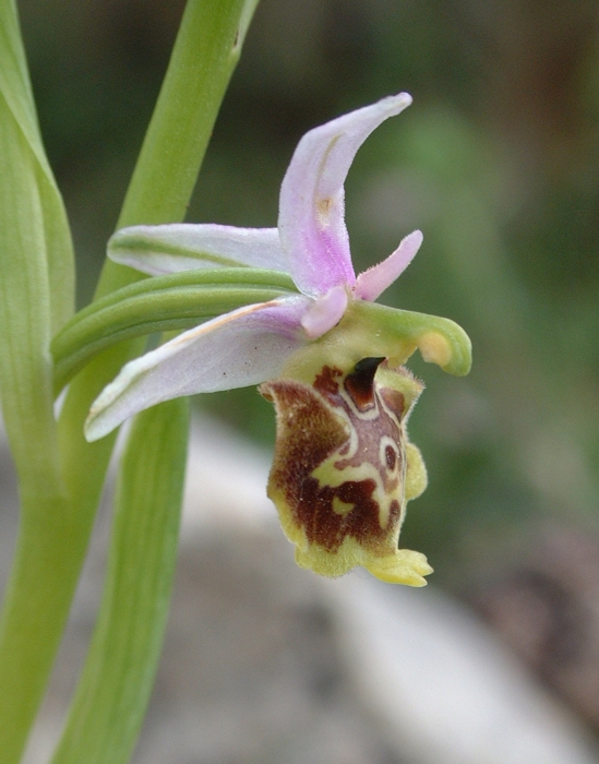 Ophrys fuciflora